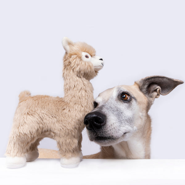 Dog relaxing and playing with Inca the Alpaca plush toy, highlighting the toy's comforting soft materials, durable reinforced construction, long neck for tugging games, and ability to encourage bonding, carrying, cuddling, and everyday play.