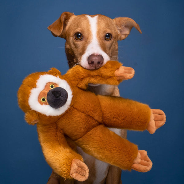 Dog playing with Marcel the Monkey plush toy during an interactive play session, highlighting the toy's long grab-friendly limbs, durable reinforced construction, soft plush texture, and ability to encourage tugging, retrieving, carrying, and bonding through play.