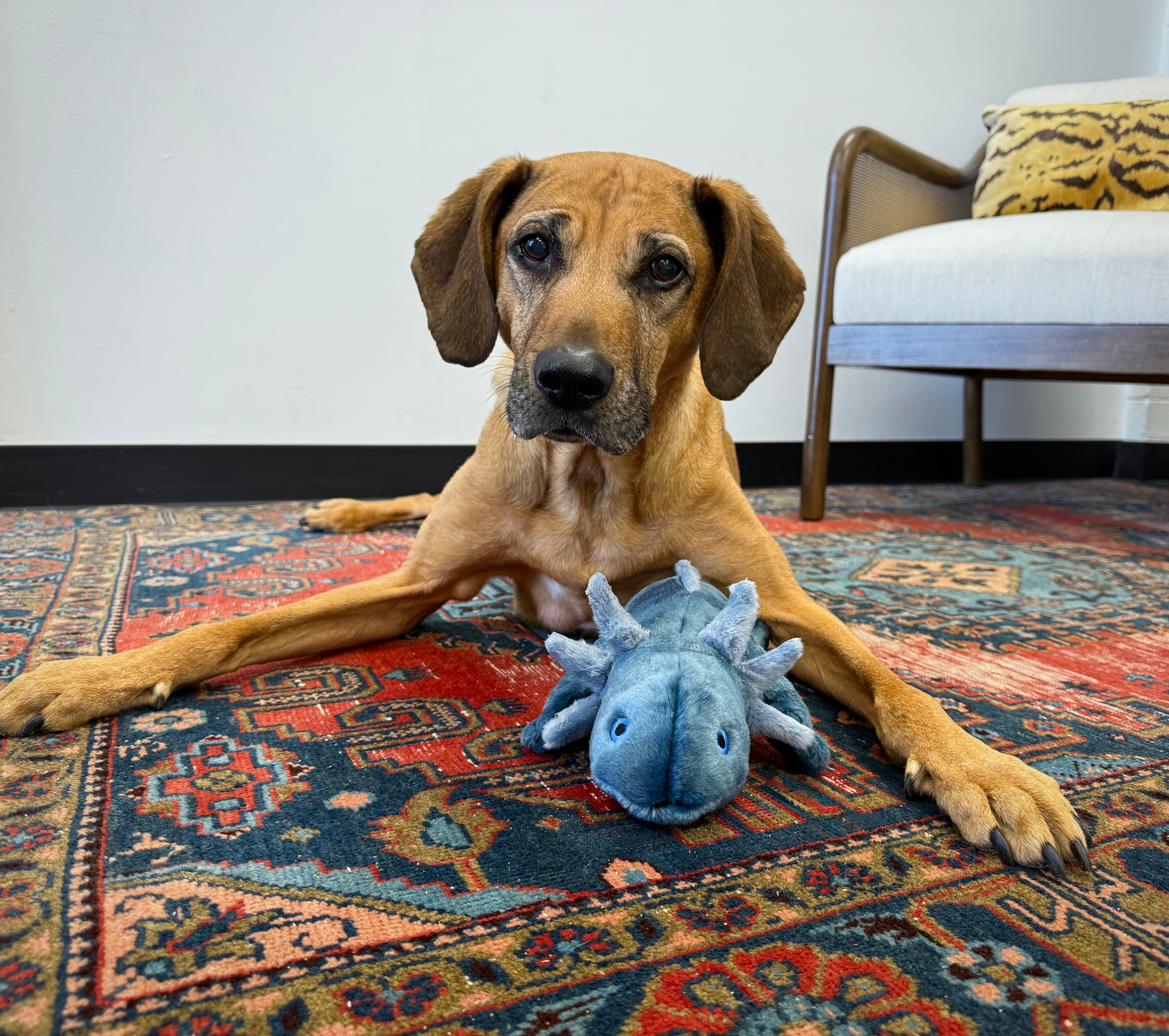 Dog with Millie the Axolotl plush toy during playtime, showcasing the toy's oversized shape, durable reinforced construction, soft materials, and ability to encourage natural retrieving, shaking, and companionship behaviours.