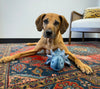 Dog with Millie the Axolotl plush toy during playtime, showcasing the toy's oversized shape, durable reinforced construction, soft materials, and ability to encourage natural retrieving, shaking, and companionship behaviours.