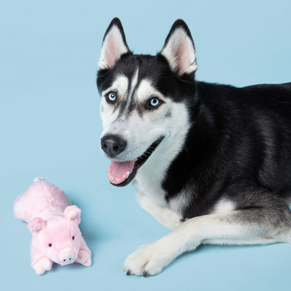 Dog happily playing with Petey the Pig plush toy during a game of fetch, highlighting the toy's easy-to-carry shape, reinforced durability, soft comforting materials, and ability to encourage retrieving, carrying, bonding, and active play.