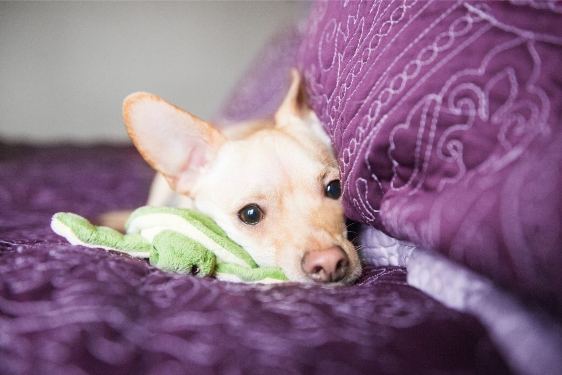 Small dog cuddling and playing with Shelly the Turtle plush toy, highlighting the toy's lightweight construction, floppy interactive legs, durable reinforced interior, soft comforting materials, and ability to encourage carrying, cuddling, confidence-building play, and enrichment.