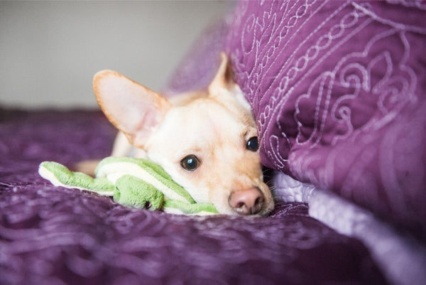 Small dog cuddling and playing with Shelly the Turtle plush toy, highlighting the toy's lightweight construction, floppy interactive legs, durable reinforced interior, soft comforting materials, and ability to encourage carrying, cuddling, confidence-building play, and enrichment.