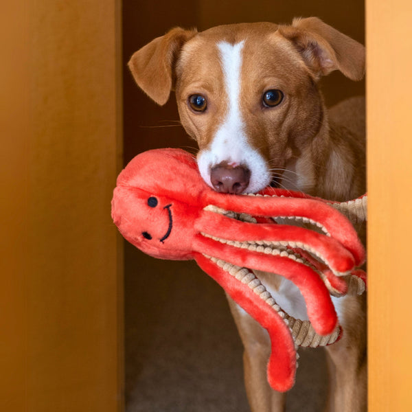 Dog playing with Squirt the Octopus plush toy, highlighting the toy's eight interactive tentacles, durable reinforced construction, soft materials, and ability to encourage natural carrying, shaking, retrieving, and confidence-building play.