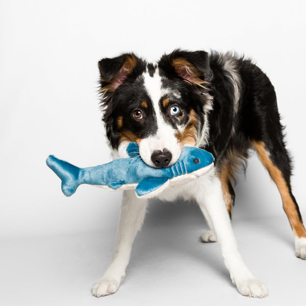 Small dog carrying and playing with Baby Bruce the Shark plush toy, highlighting the toy's lightweight construction, durable reinforced interior, soft comforting materials, and ability to encourage confidence-building play, carrying, fetching, cuddling, and enrichment.