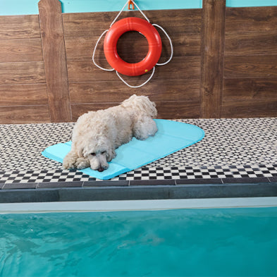 Dog Laying on the Goo-Eez cooling mat for dogs near pool keeping cool this summer.  This innovative mat activates with your dog’s body heat, delivering immediate, long-lasting cooling relief without the hassle of water, electricity, or refrigeration.
