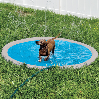 A cute dachshund playing in the Goo-eez Splash and Spray Pool for Pets.  Enjoying the water on a hot summer day.