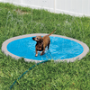 A cute dachshund playing in the Goo-eez Splash and Spray Pool for Pets.  Enjoying the water on a hot summer day.