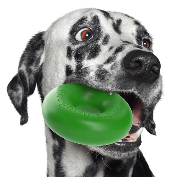 A happy dog chewing on the Goughnuts Original Green Ring.