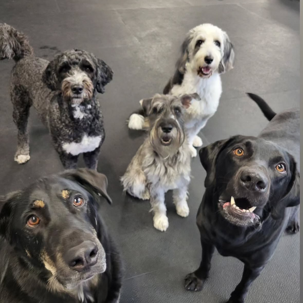 Our traditional daycare is perfect for social, playful dogs who thrive in a group setting.