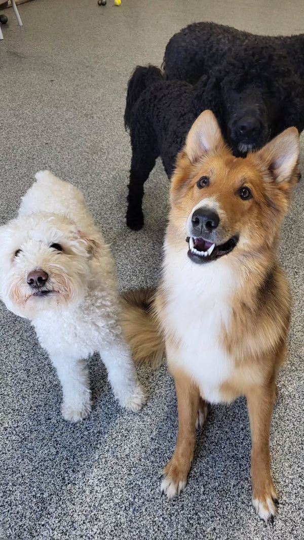 Our traditional dog daycare program is designed for social dogs who thrive in a group setting.With supervised group play, rest breaks, and plenty of tail wags, it’s everything your dog needs for a fulfilling day while you're away.