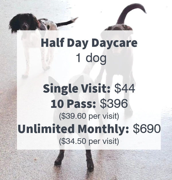 2025 Dog Daycare Prices for Half Day Daycare which is less than 6 hours at Unleash the Pawsitive.  An amazing doggy daycare located in Port Elgin, Ontario Canada