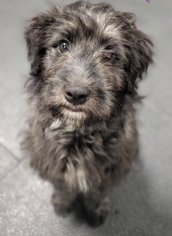 Tilly, a participant in our puppy program, engaged in learning and socialization activities, fostering growth and development.