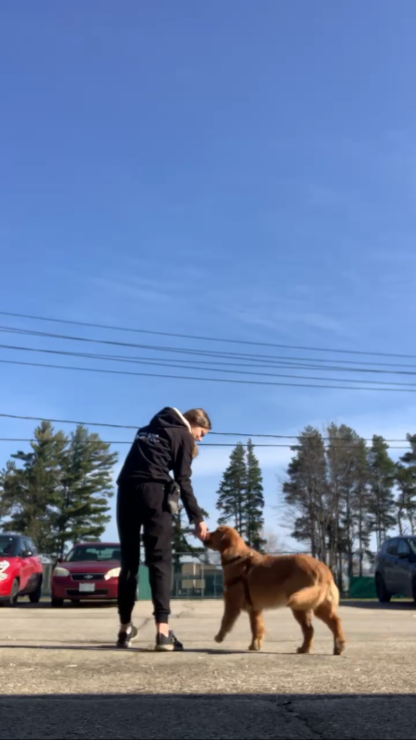 A puppy focused on learning loose leash walking with one of our skilled trainers, taking confident steps towards obedience and exploration.