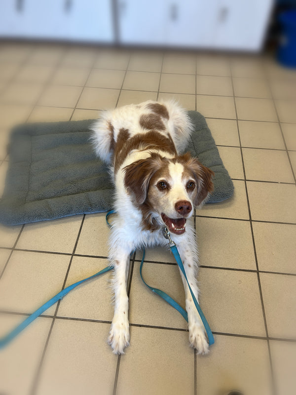 Ollie, the attentive Brittany Spaniel, practicing a down stay with focused determination during training sessions, demonstrating obedience and discipline