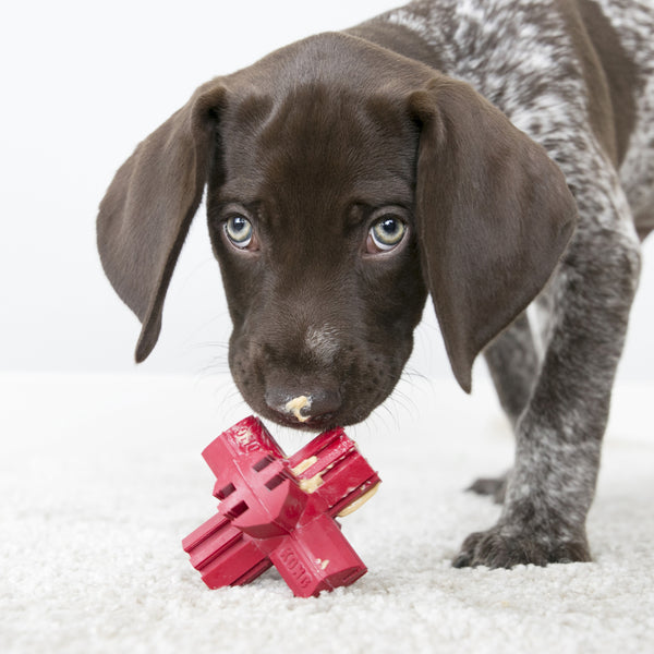 Adorable puppy enjoying playtime with KONG Jump'N Jack, a toy that provides a fun, erratic bounce and promotes dental health.