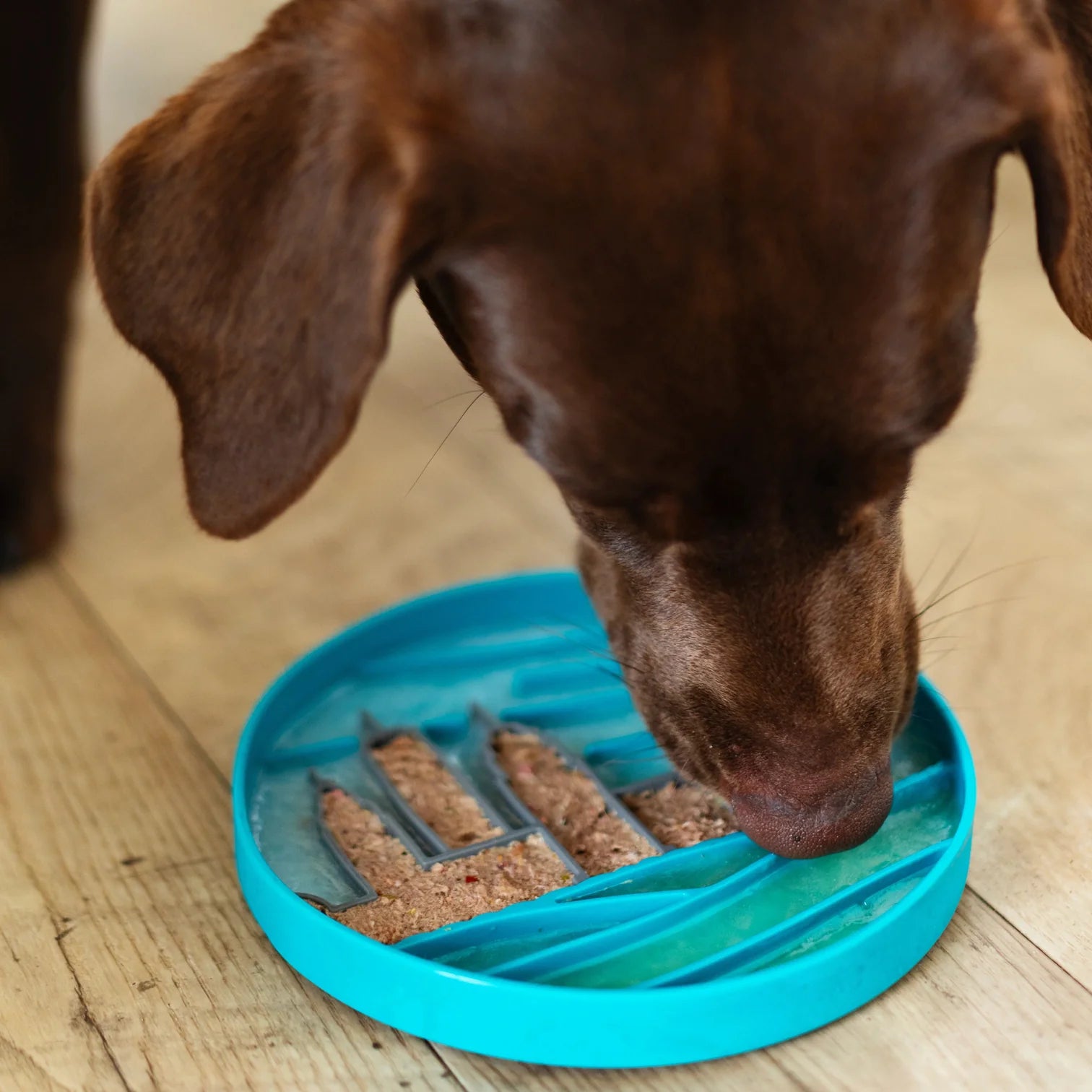 Dog licking frozen food from a textured silicone lick bowl, highlighting soothing lick therapy that helps calm anxious behaviour, slow down mealtime, and provide engaging mental stimulation.