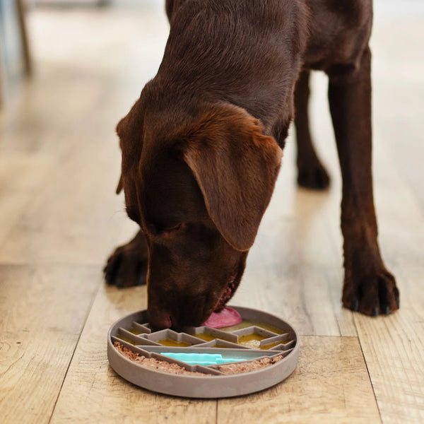 Dog calmly licking frozen treats from the silicone enrichment bowl, showing how textured grooves slow eating, reduce anxiety through soothing licking, and keep dogs engaged without sliding or mess.