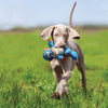 "Weimaraner puppy happily playing with the Kong Cross Knots Pig toy in its mouth."