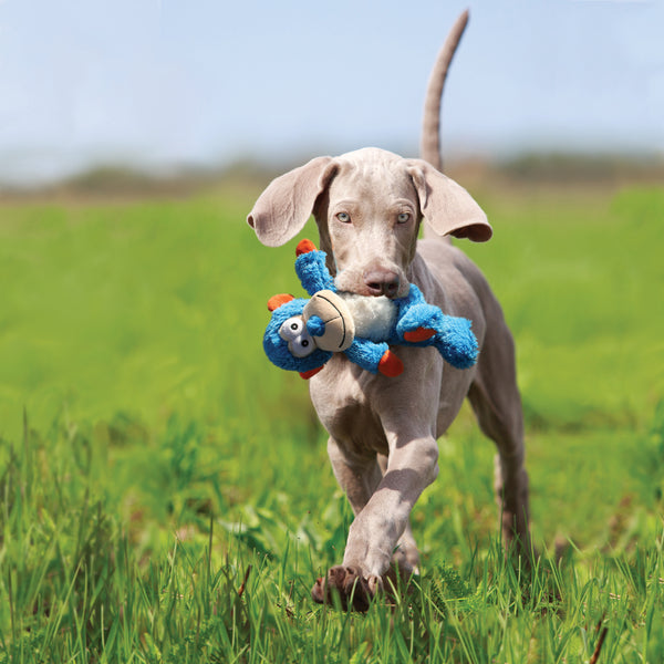 "Weimaraner puppy happily playing with the Kong Cross Knots Pig toy in its mouth."