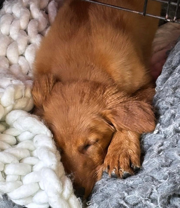 Nap time at our doggy daycare in Port Elgin Ontario is a critical part of our day.  Dogs may take natural rest breaks during playgroups, but it is the rare dog that will relax and enter a deep sleep. Most dogs napping in the playgroup are in light sleep, but very alert so they can jump up whenever something exciting happens