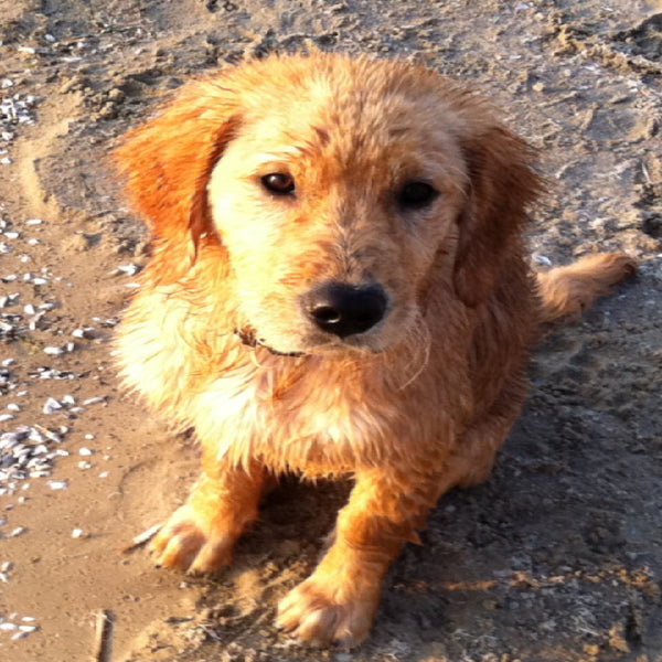 A cute golden retriever puppy sitting on a beach