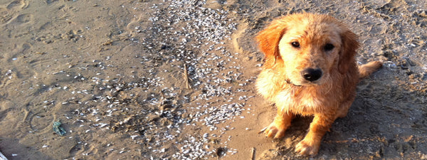 Cute golden retriever puppy sitting on a beach in Port Elgin Ontario who attends doggy Daycare at Unleash the Pawsitive.