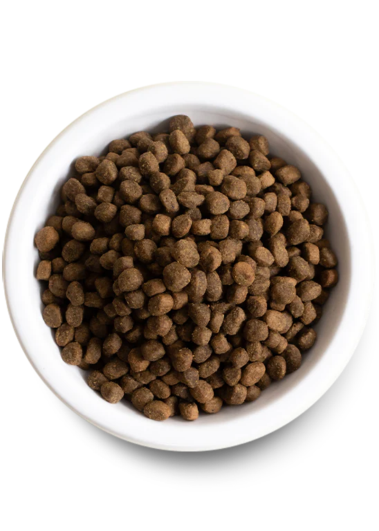 Close-up of Open Farm kibble in a bowl featuring its wholesome grain-free formula.