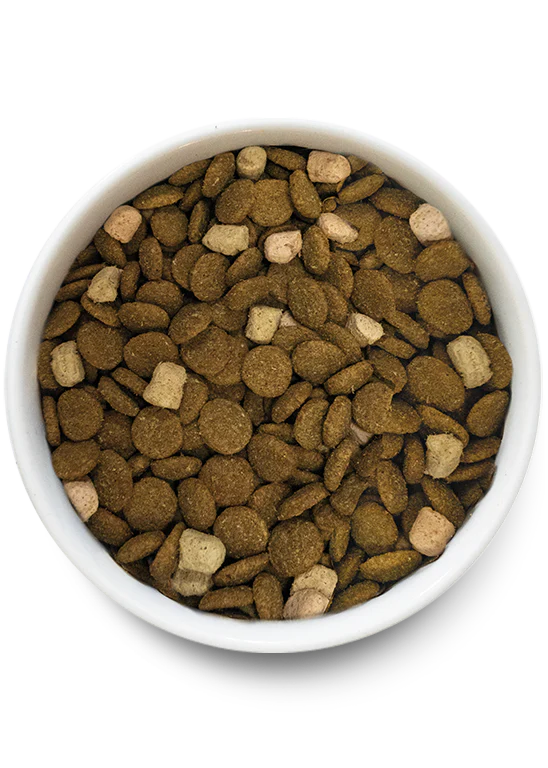 Close-up view of Open Farm Grain & Legume Free Large Breed dog food kibble, highlighting its quality and texture.