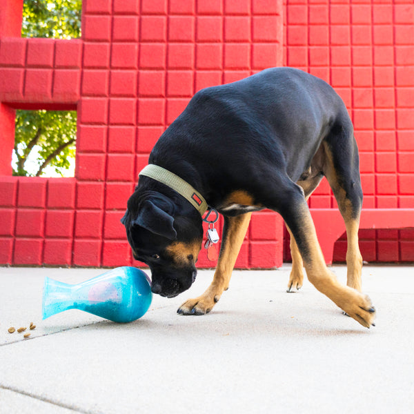 A Rottweiler engaging with the KONG Rewards Tipsy Toy, using its nose and paws to move the wobbling toy and access the treats inside.