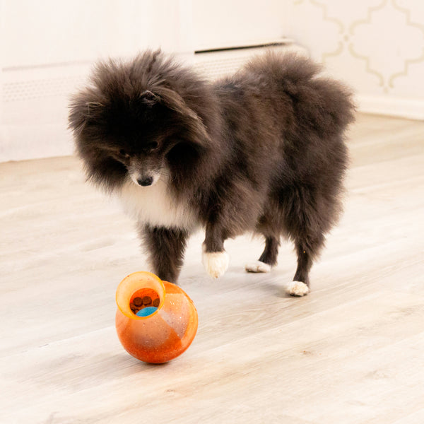 A playful Pomeranian interacting with the KONG Rewards Tipsy Toy, engaging in mentally stimulating play with the wobbling, treat-dispensing toy.