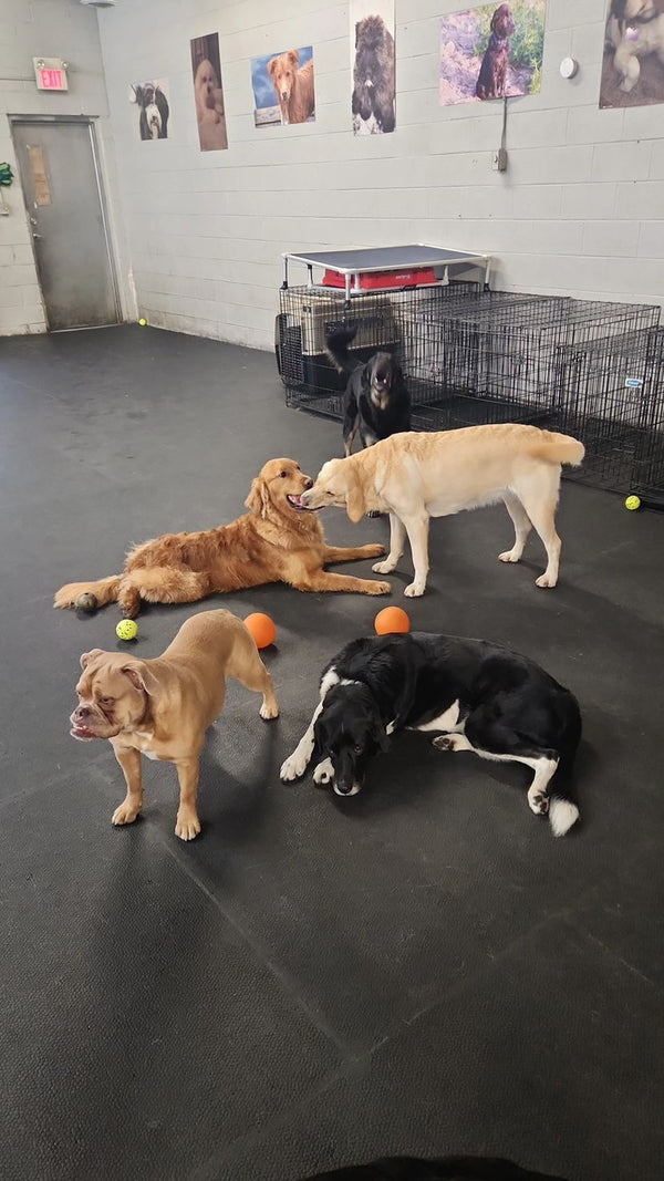 Our doggy daycare in Port Elgin Ontario is a great source of fun, entertainment and enrichment for your dog.