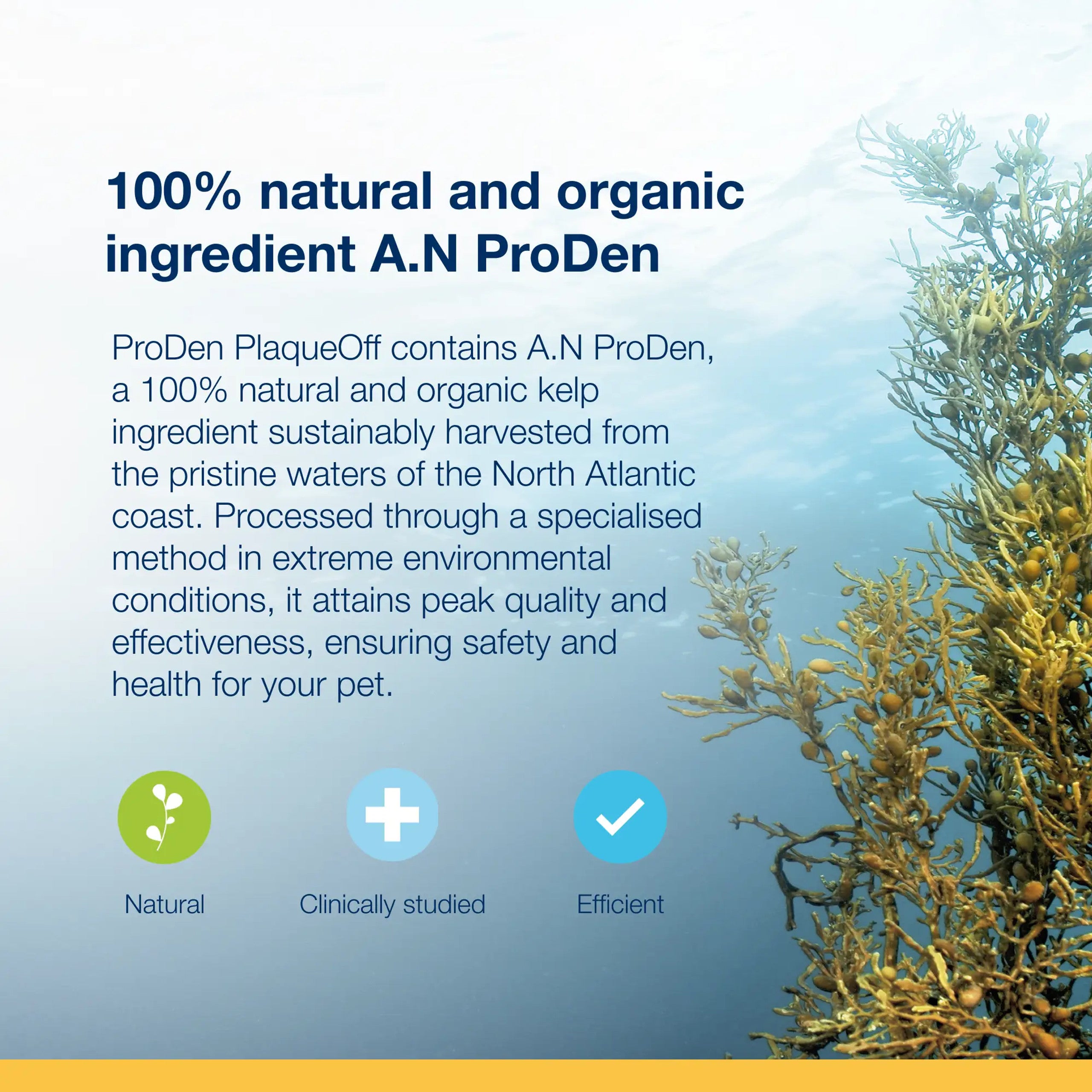 Proden Plaque off contains A.N ProDen  100% natural and organic kelp sustainably harvested from North Atlantic coast.