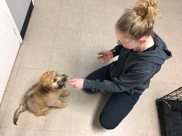 This 4-week intensive training and socialization program is designed for puppies under 6 months. With a focus on basic obedience, confidence-building, and proper play skills, your puppy will learn valuable life skills in a safe, positive environment.