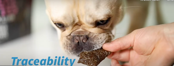 Raised Right Meat Bites: A French Bulldog enjoying a delicious meat treat, showcasing the product's appeal to pets.