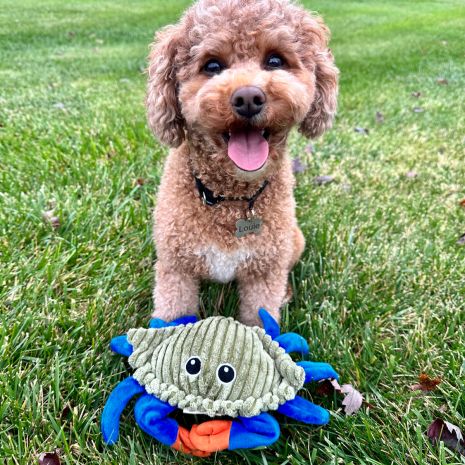 Dog engaging with Tall Tails 9” Animated Crab Plush Toy, showcasing twitchy claws, squeaker sound, and plush comfort for interactive fun and bonding.