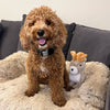 Small dog playing with Tall Tails Animated Jackalope Plush Toy, showcasing twitchy antlers, squeaker sound, and plush softness for mental and physical stimulation.