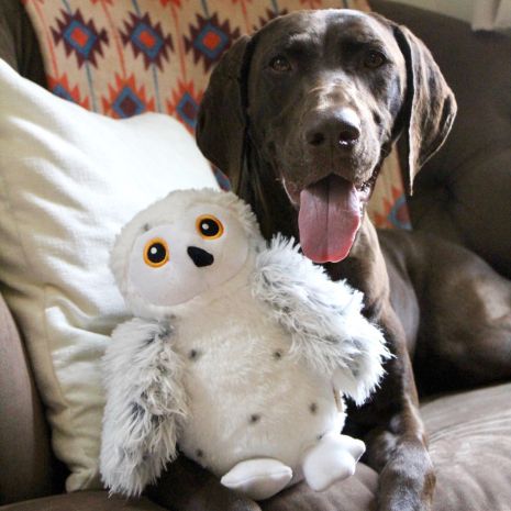 Dog playing with Tall Tails Animated Snow Owl Plush Toy, highlighting twitchy wings, squeaker sounds, and plush comfort for mental and physical stimulation.