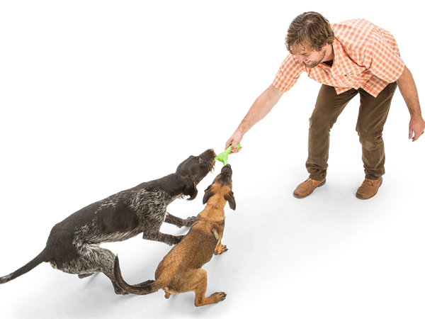 Two playful dogs engaging in tug-of-war with their human using the durable West Paw Skamp dog toy.