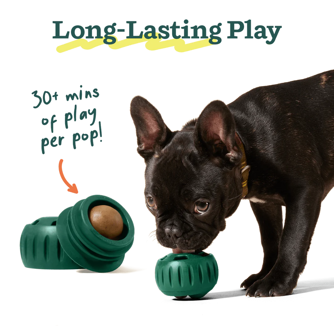 Adorable French Bulldog puppy enjoying playtime with the Pupsicle toy filled with a Beef & Peanut Butter refill, promoting enrichment.