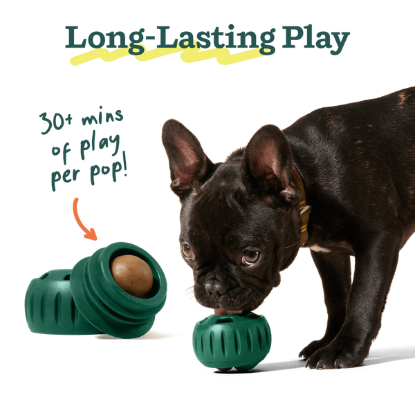 Adorable French Bulldog puppy enjoying playtime with the Pupsicle toy filled with a Beef & Peanut Butter refill, promoting enrichment.