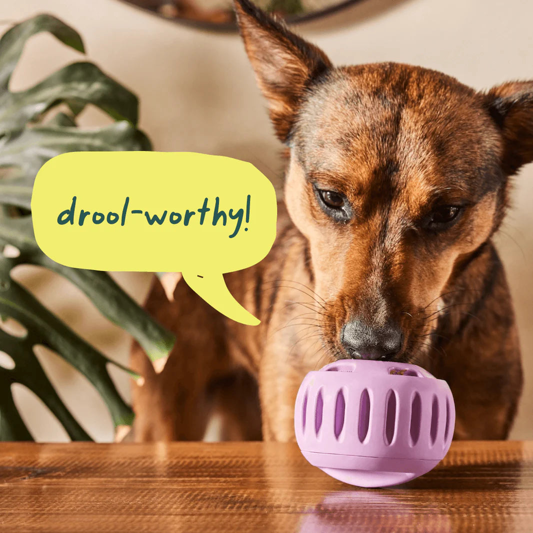 A happy dog licking the Pupsicle toy filled with the Beef & Peanut Butter refill, emphasizing the treat’s drool-worthy flavour and long-lasting enjoyment.