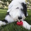 Image showing a happy doodle chewing on a KONG toy stuffed with a Ziggie, enjoying mental stimulation and dental benefits from the firm chew.