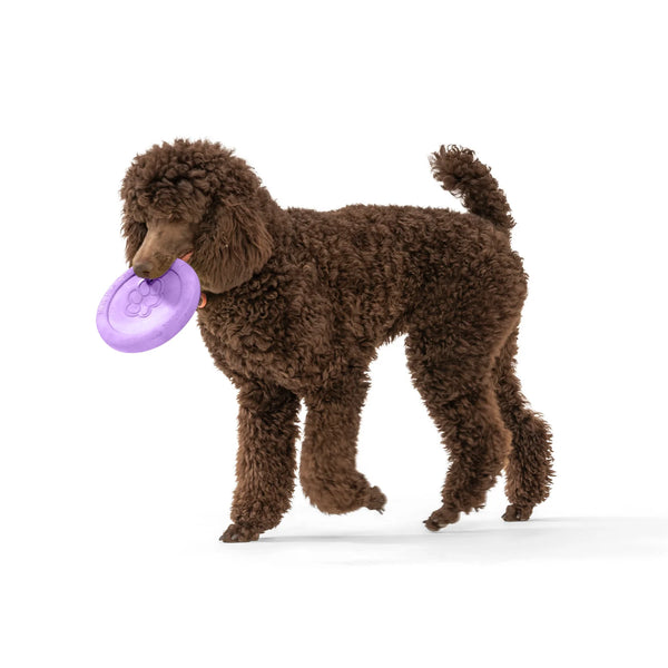 Image of a poodle carry the West Paw Zisc showing it's durability as a dog toy