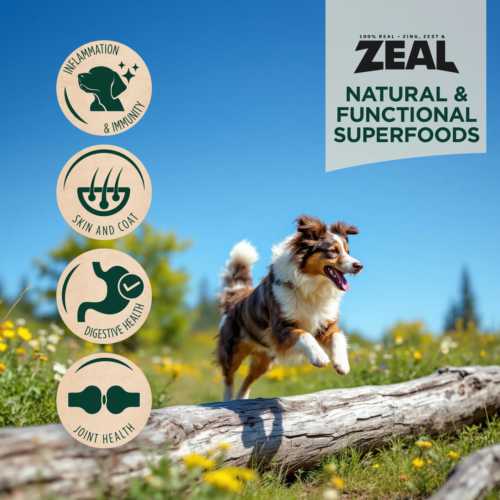 Energetic dog leaping over a log beside highlighted benefits of Zeal Salmon and Duck air-dried dog food including Omega-3 support, high protein nutrition, and nutrient retention