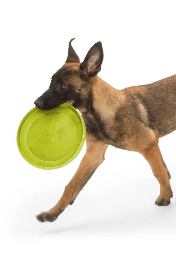 Active Malinois dog enjoying a game of fetch with the green West Paw Zisc.