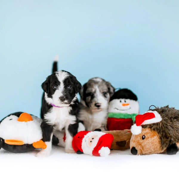 Adorable puppies playing with the ZippyPaws Holiday Squeaky Bundle, showcasing holiday-themed squeaky toys perfect for entertaining small dogs this season.