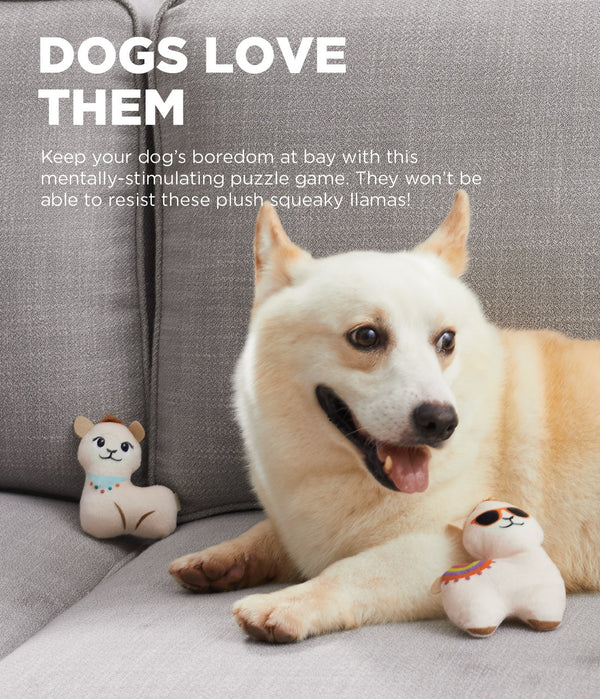 Dog relaxing on a couch while playing with the Outward Hound Hide A Llama toy, demonstrating enrichment, comfort, and engaging indoor play.