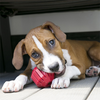 A cute puppy chewing on Kong stuff a ball showcasing it's durability and how to can help with chewing