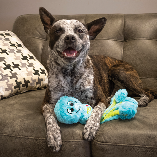 A happy dog laying with the KONG Wubba Octopus, showcasing its long, floppy legs.